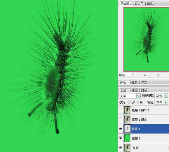 photoshop利用抽出滤镜抠出多刺的毛虫