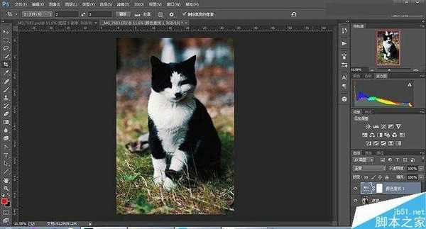 Photoshop 3DLUT调出色彩通透清晰的猫咪图片