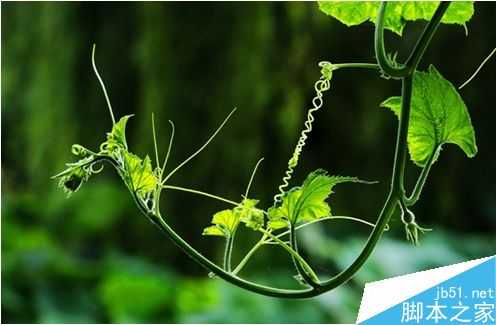 如何拍花?花卉摄影的几种心得