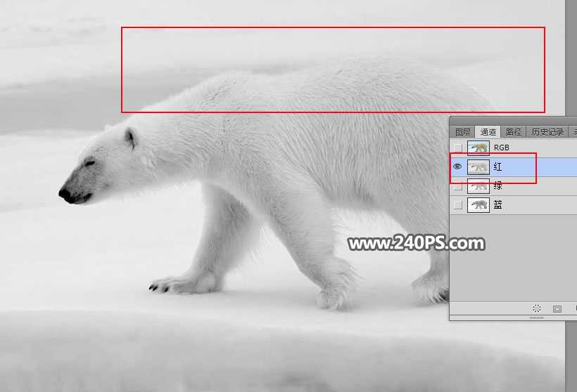 PS巧用通道抠图快速抠出毛茸茸的北极熊教程
